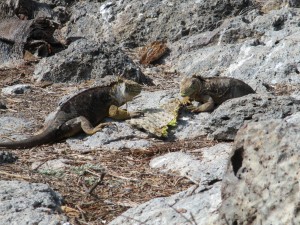 IMG_0469