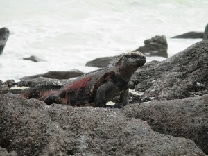 IMG_0527