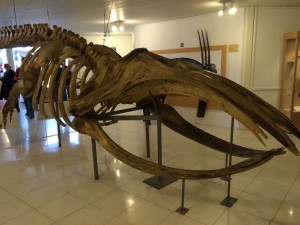 IMG_6465