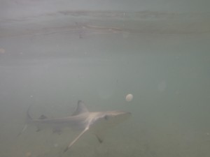 DCIM100GOPRO