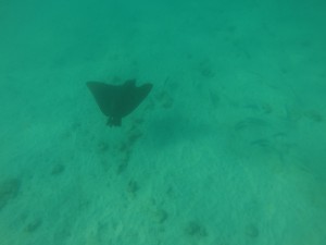 DCIM100GOPRO