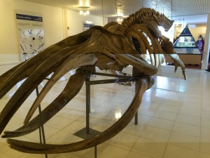 IMG_6467