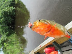IMG_0499