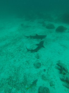 DCIM100GOPRO