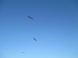 IMG_0629