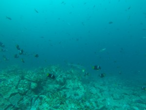 DCIM100GOPRO
