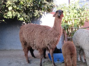 IMG_0287