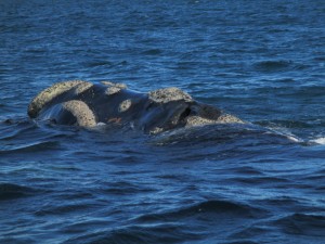 IMG_1420