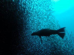 DCIM100GOPRO