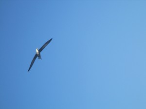 IMG_0607
