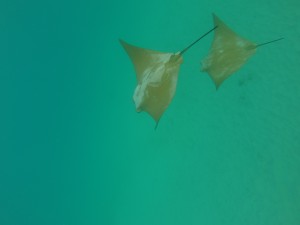 DCIM100GOPRO
