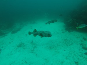 DCIM100GOPRO