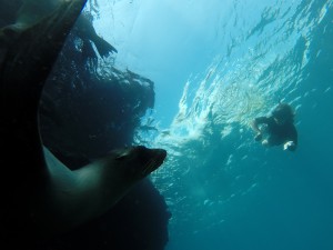 DCIM100GOPRO