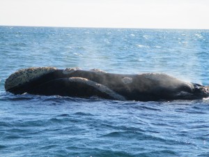 IMG_1450