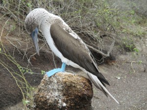 IMG_0662