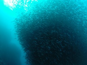 DCIM100GOPRO