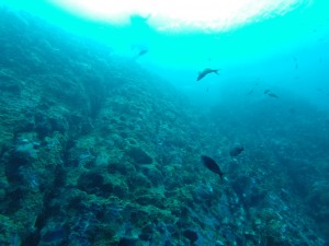 DCIM100GOPRO
