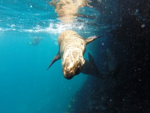 DCIM100GOPRO