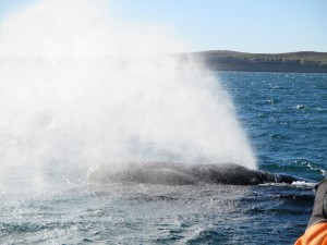 IMG_1454